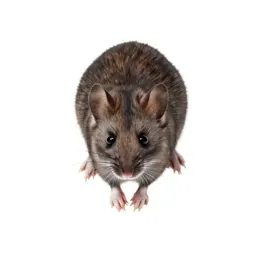 Meadow jumping mouse