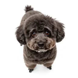 Miniature poodle