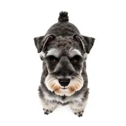 Miniature schnauzer