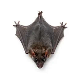 Mouse-eared bat