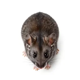 Mouser
