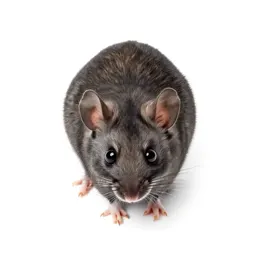 Murine