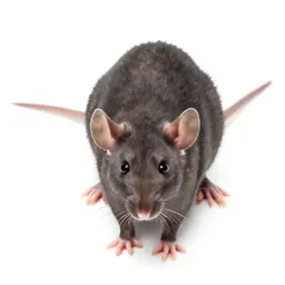 Nude mouse