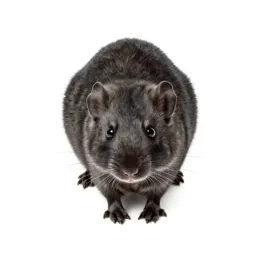 Packrat