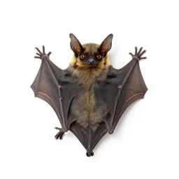 Pallid bat