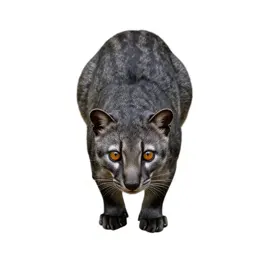 Palm cat