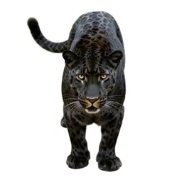 Panther
