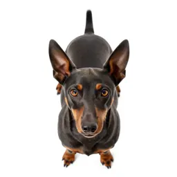 Pinscher