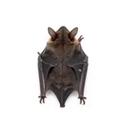 Pipistrelle