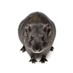 Plains pocket mouse