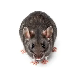Pocket mouse