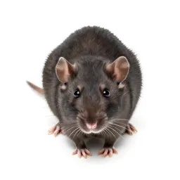 Pocket rat
