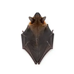 Pocketed bat