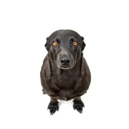 Pointer