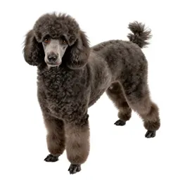 Poodle
