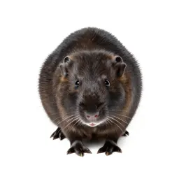 Prairie vole