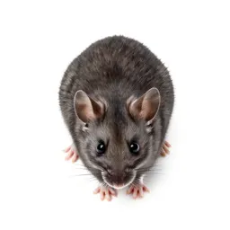 Pygmy mouse