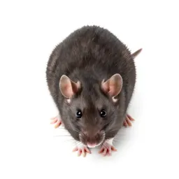 Rat