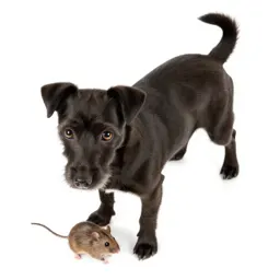 Rat terrier