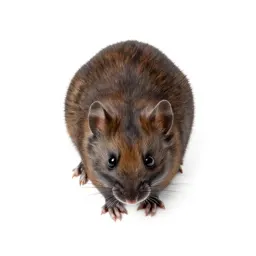 Red-backed mouse