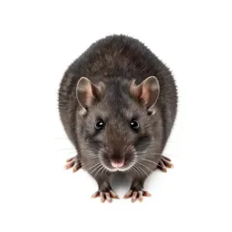 Rice rat
