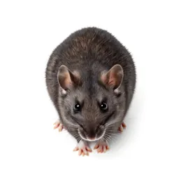 Rodent