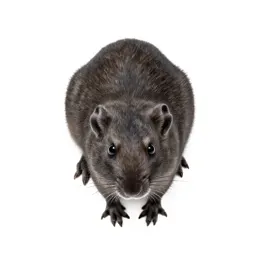 Sand rat