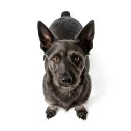 Schipperke
