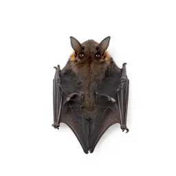 Serotine