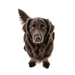 Setter