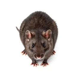 Sewer rat