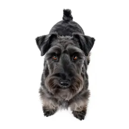 Silky terrier