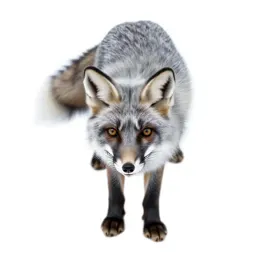 Silver fox