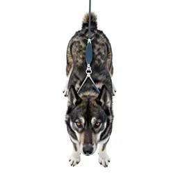 Sled dog