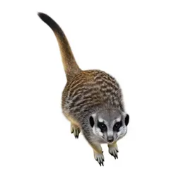 Slender-tailed meerkat