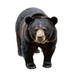 Sloth bear