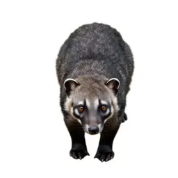 Small civet
