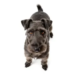 Smooth-haired fox terrier