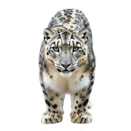 Snow leopard