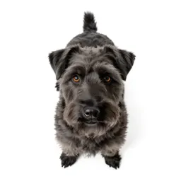 Soft-coated wheaten terrier