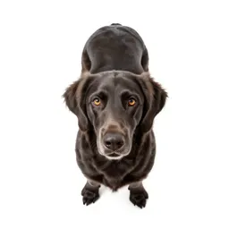 Spaniel