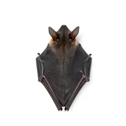 Spearnose bat