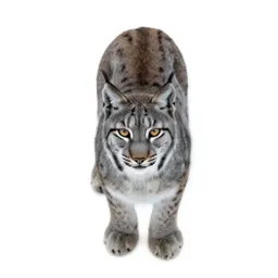 Spotted lynx