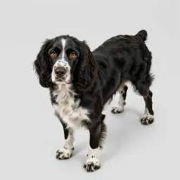 Springer spaniel