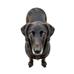 Staghound