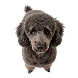 Standard poodle