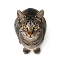 Tabby
