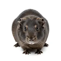Tamarisk gerbil