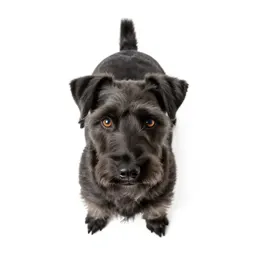 Terrier