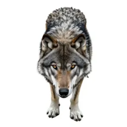 Timber wolf